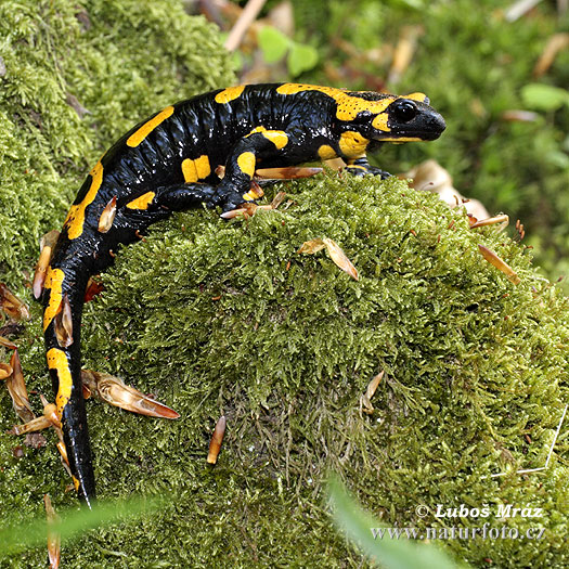 Salamandra škvrnitá (Salamandra salamandra)