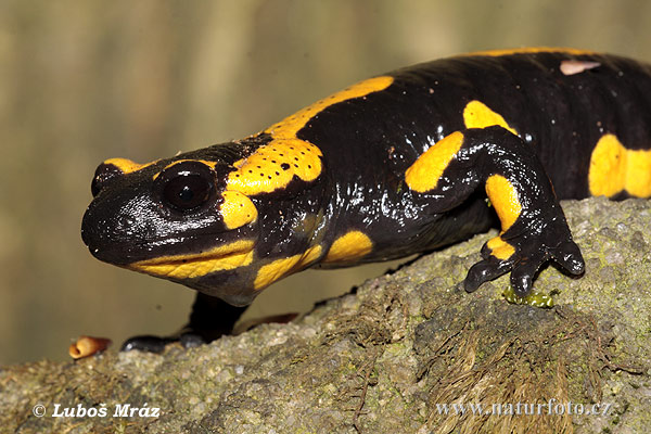 Salamandra škvrnitá (Salamandra salamandra)