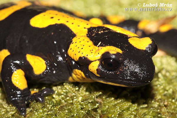 Salamandra škvrnitá (Salamandra salamandra)