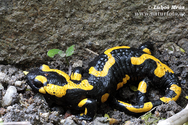 Salamandra škvrnitá (Salamandra salamandra)