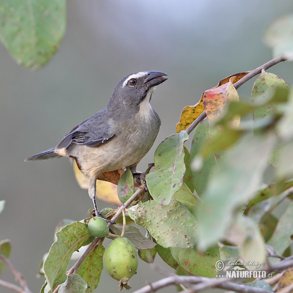 Saltátor šedý amazonský (Saltator coerulescens)