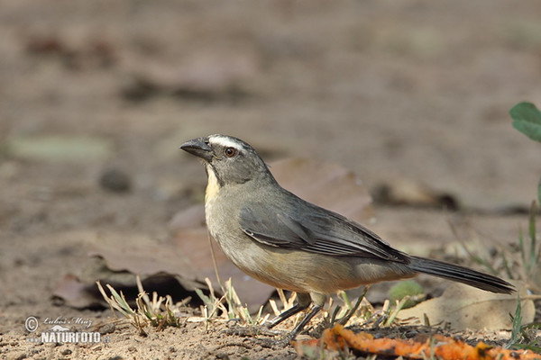 Saltátor šedý amazonský (Saltator coerulescens)