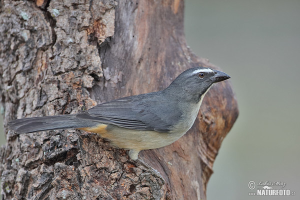 Saltátor šedý amazonský (Saltator coerulescens)