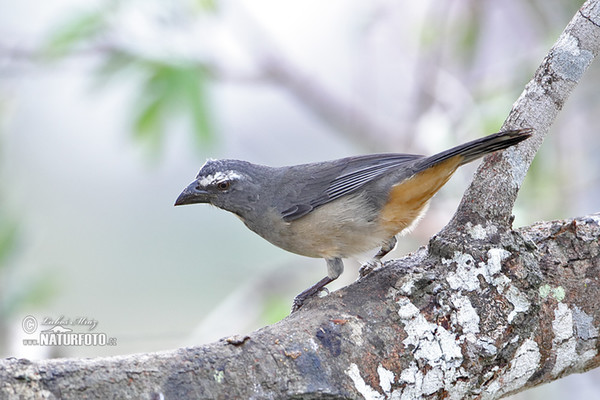 Saltátor šedý amazonský (Saltator coerulescens)