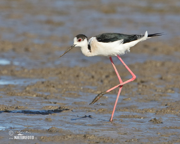 Šišila bocianovitá (Himantopus himantopus)