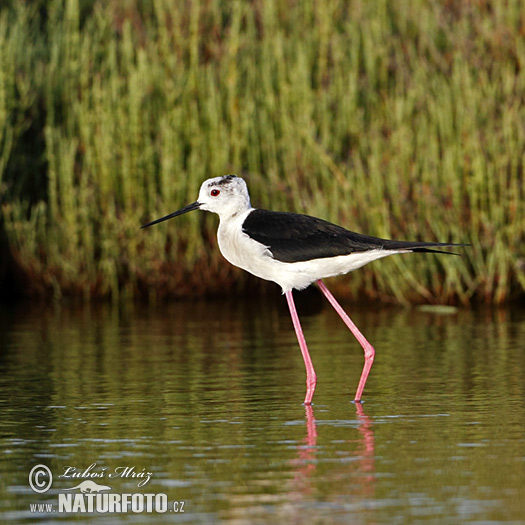 Šišila bocianovitá (Himantopus himantopus)