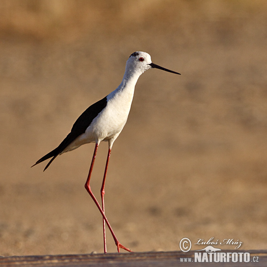 Šišila bocianovitá (Himantopus himantopus)