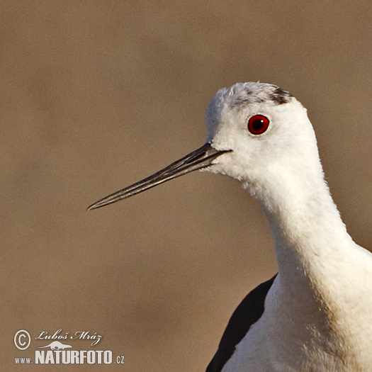 Šišila bocianovitá (Himantopus himantopus)