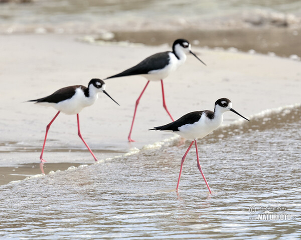 Šišila čiernokrká (Himantopus mexicanus)