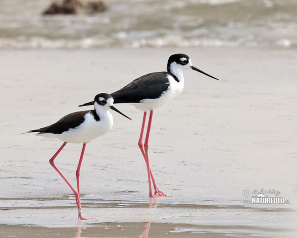 Šišila čiernokrká (Himantopus mexicanus)