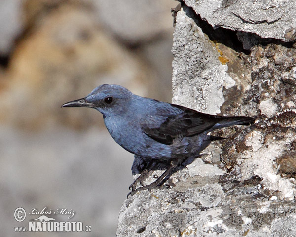 Skaliar modrý (Monticola solitarius)