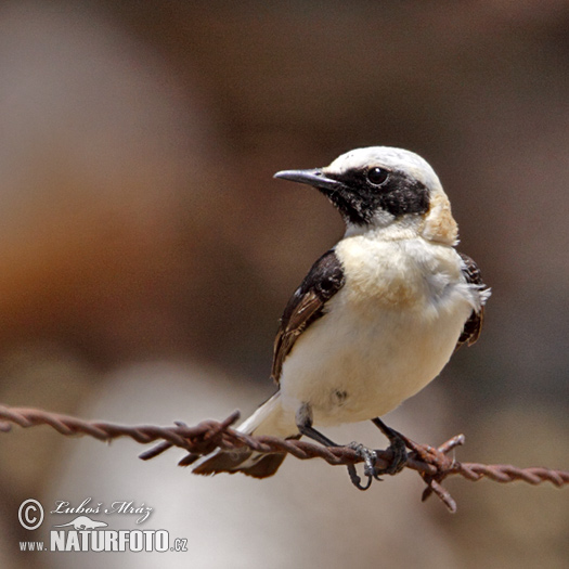 Skaliarik okrový (Oenanthe hispanica)