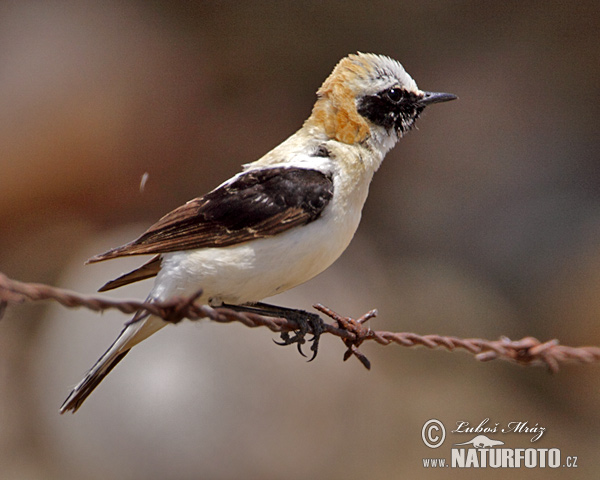 Skaliarik okrový (Oenanthe hispanica)