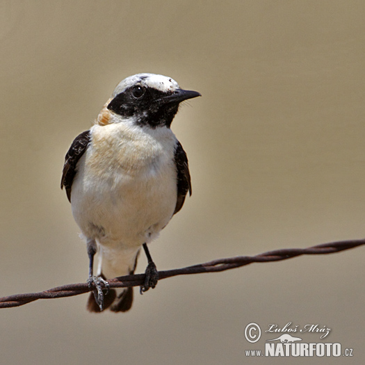 Skaliarik okrový (Oenanthe hispanica)