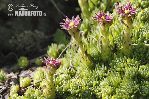 Skalnica (Sempervivum)