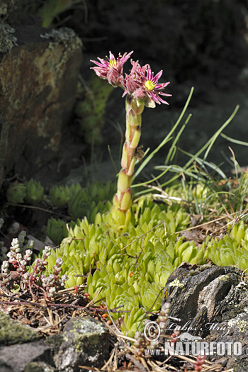 Skalnica (Sempervivum)