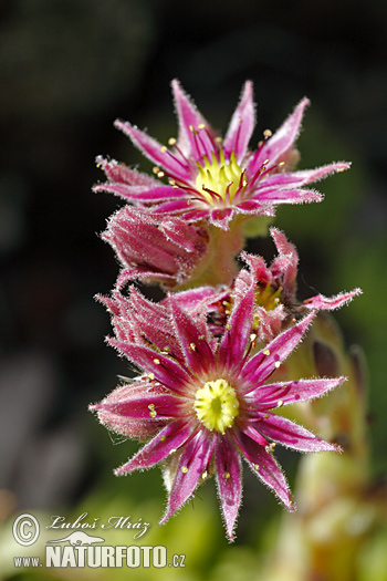 Skalnica (Sempervivum)