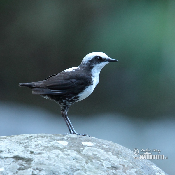 Skorec bělohlavý (Cinclus leucocephalus)