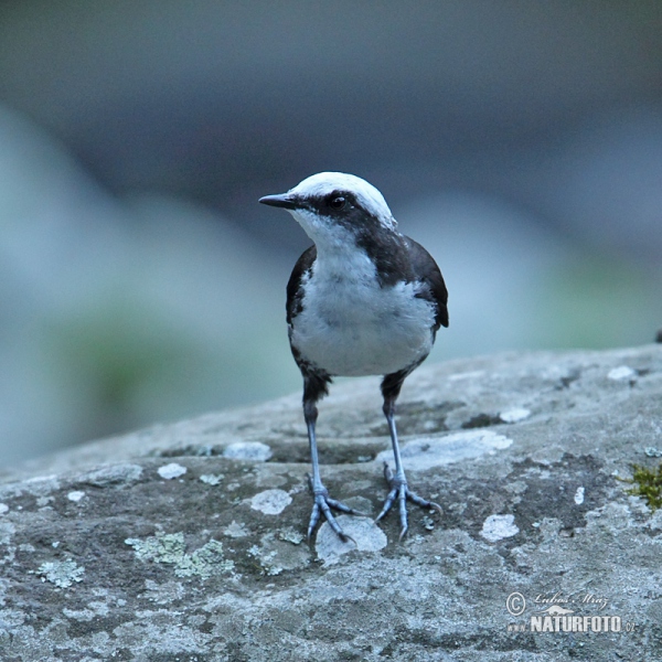 Skorec bělohlavý (Cinclus leucocephalus)