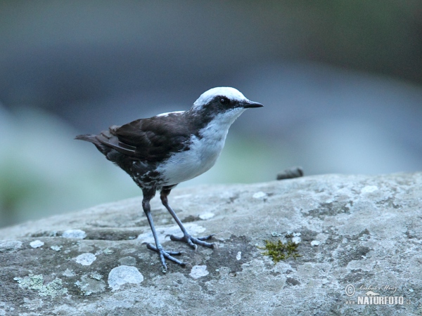 Skorec bělohlavý (Cinclus leucocephalus)