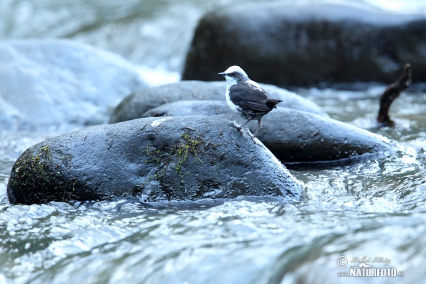 Skorec bělohlavý (Cinclus leucocephalus)