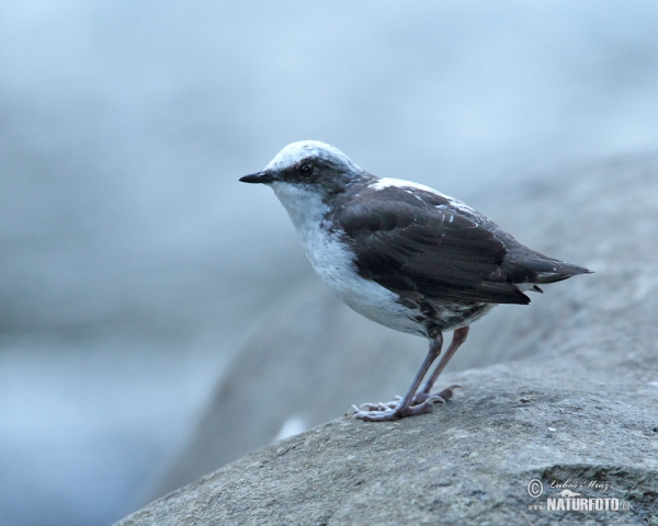 Skorec bělohlavý (Cinclus leucocephalus)