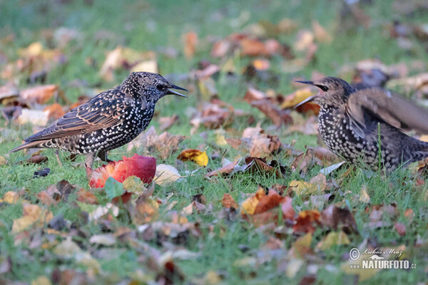 Škorec lesklý obyčajný (Sturnus vulgaris)