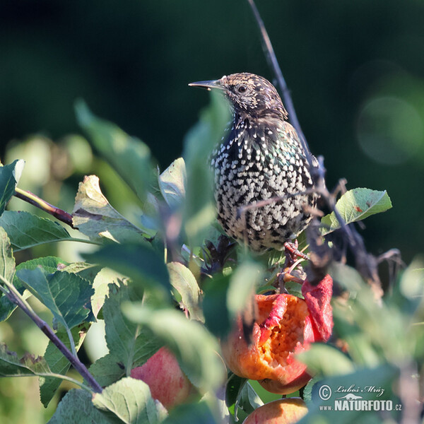 Škorec lesklý obyčajný (Sturnus vulgaris)