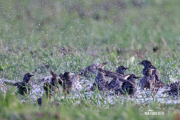 Škorec lesklý obyčajný (Sturnus vulgaris)