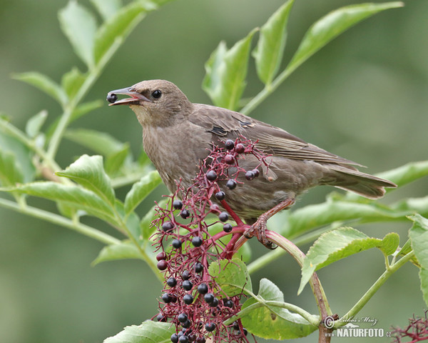 Škorec lesklý obyčajný (Sturnus vulgaris)