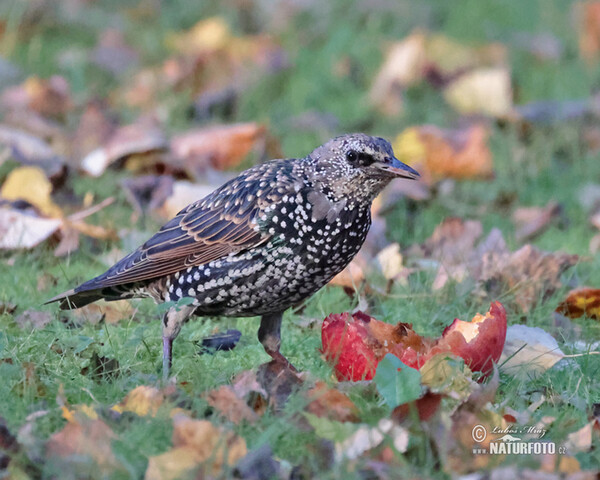 Škorec lesklý obyčajný (Sturnus vulgaris)