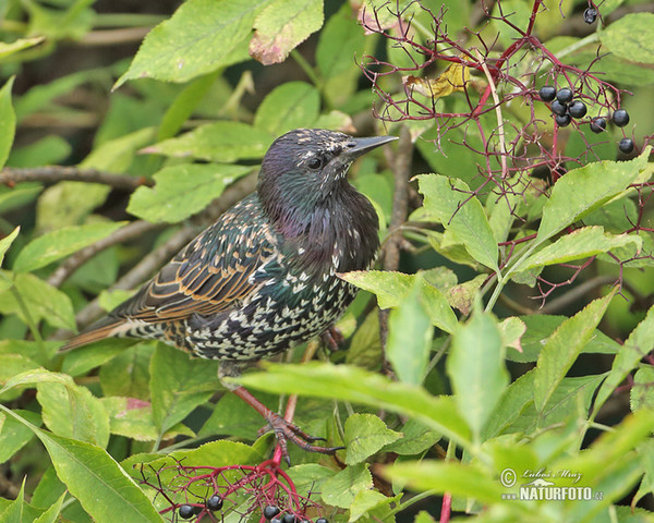 Škorec lesklý obyčajný (Sturnus vulgaris)