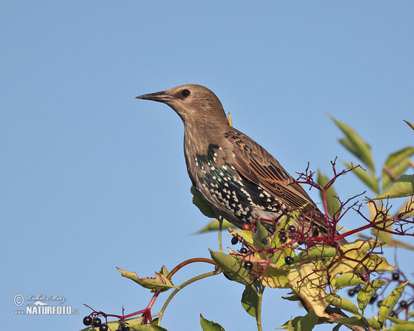 Škorec lesklý obyčajný (Sturnus vulgaris)