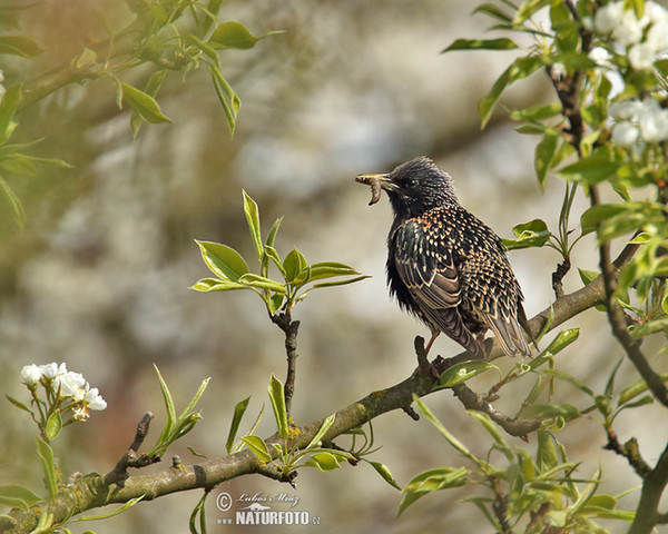 Škorec lesklý obyčajný (Sturnus vulgaris)