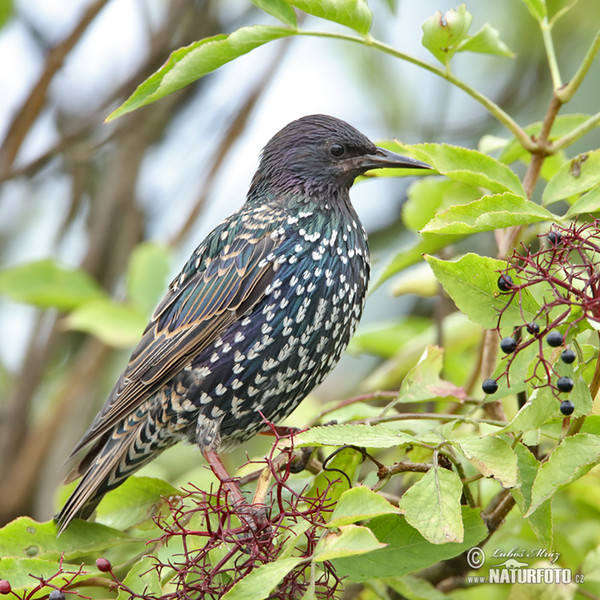 Škorec lesklý obyčajný (Sturnus vulgaris)