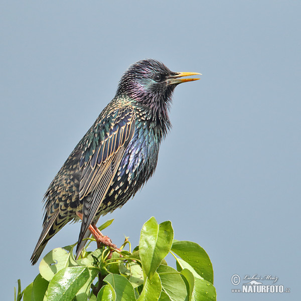 Škorec lesklý obyčajný (Sturnus vulgaris)