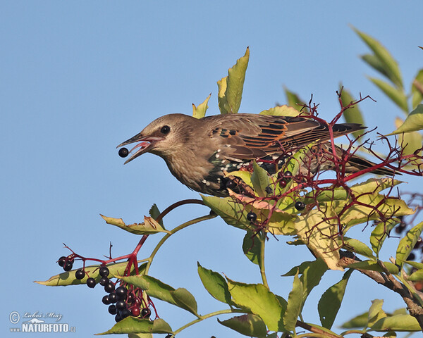 Škorec lesklý obyčajný (Sturnus vulgaris)