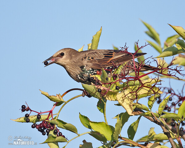 Škorec lesklý obyčajný (Sturnus vulgaris)