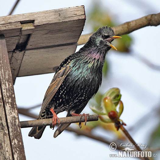 Škorec lesklý obyčajný (Sturnus vulgaris)