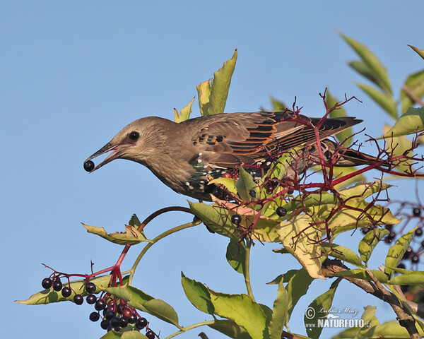 Škorec lesklý obyčajný (Sturnus vulgaris)