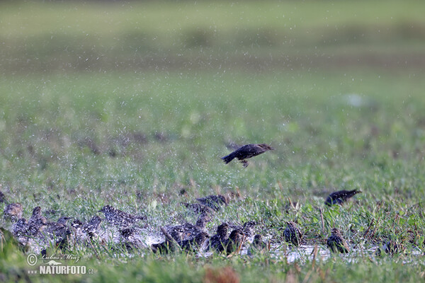 Škorec lesklý obyčajný (Sturnus vulgaris)