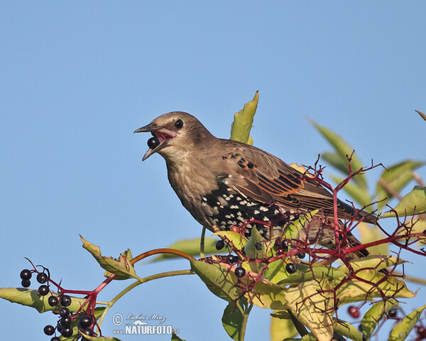 Škorec lesklý obyčajný (Sturnus vulgaris)