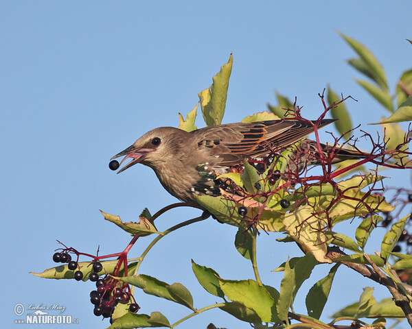 Škorec lesklý obyčajný (Sturnus vulgaris)