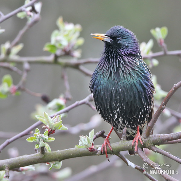 Škorec lesklý obyčajný (Sturnus vulgaris)