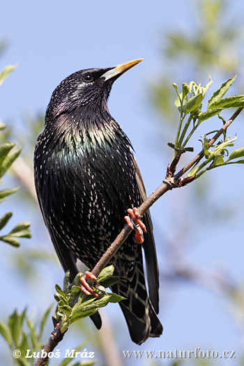 Škorec lesklý obyčajný (Sturnus vulgaris)