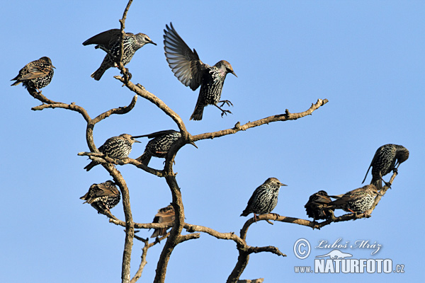 Škorec lesklý obyčajný (Sturnus vulgaris)