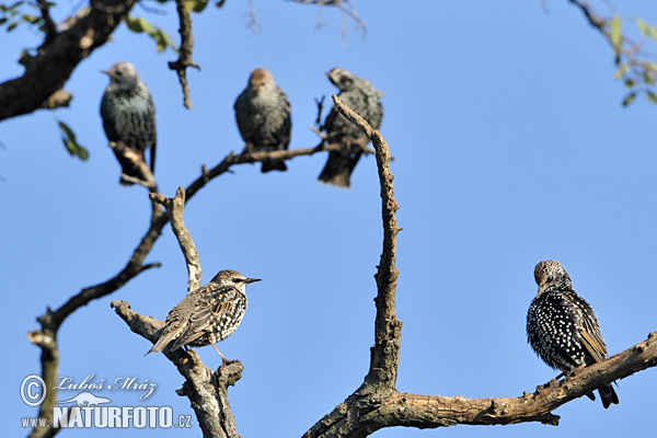 Škorec lesklý obyčajný (Sturnus vulgaris)