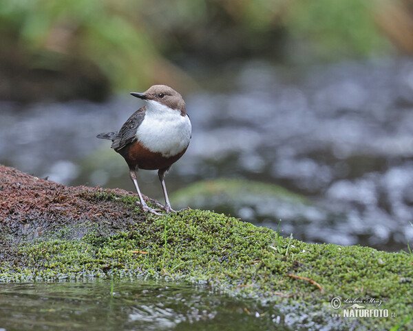 Skorec vodní (Cinclus cinclus)