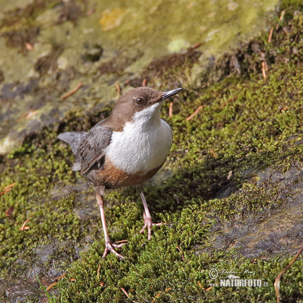 Skorec vodní (Cinclus cinclus)