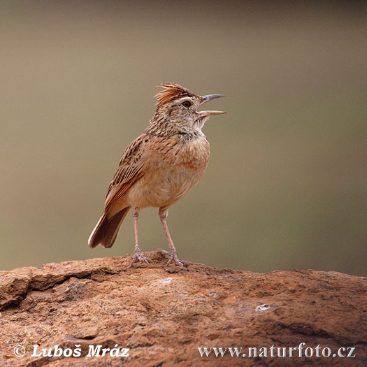 Škovránok hnedotylý (Mirafra africana)